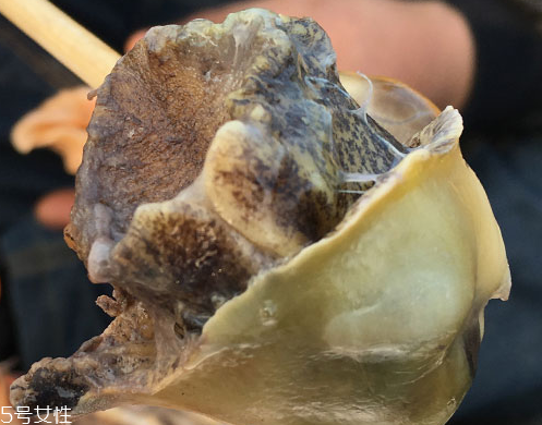海螺可以隔夜吃嗎？海螺煮熟隔夜能吃嗎？