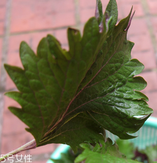 紫蘇葉能做成干紫蘇葉嗎？紫蘇葉怎么做成干紫蘇葉呢？