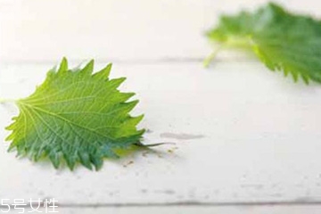 紫蘇葉能治皮膚過(guò)敏嗎？