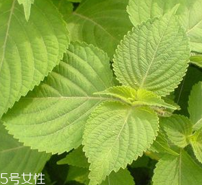 紫蘇葉是熱性的嗎？紫蘇葉是寒性的嗎？