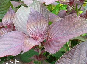 紫蘇葉能治感冒嗎？紫蘇葉能治感冒