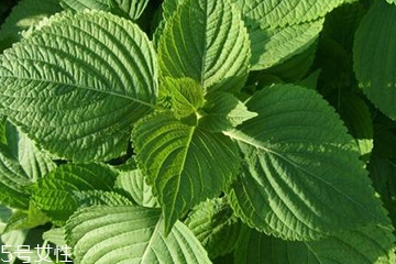 紫蘇葉能治感冒嗎？紫蘇葉能治感冒