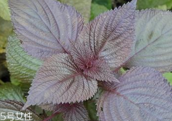 紫蘇葉和艾葉的區(qū)別 紫蘇葉和艾葉有什么區(qū)別？