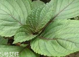 紫蘇葉能吃嗎？紫蘇葉好吃嗎？