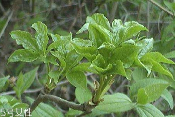刺五加能做菜嗎？刺五加怎么做菜？