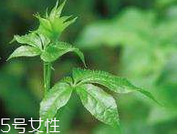 刺五加和枸杞泡水好嗎？刺五加能和枸杞泡水嗎？