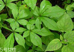 刺五加和谷維生素能一起吃嗎？