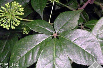 刺五加經(jīng)常喝會(huì)怎樣？刺五加能天天喝嗎？