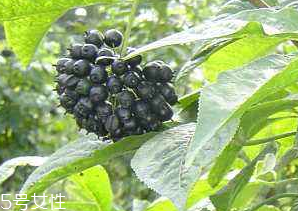 刺五加經(jīng)常喝會(huì)怎樣？刺五加能天天喝嗎？