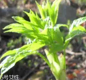 刺五加的好處 刺五加對人體有什么好處？