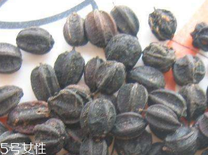 刺五加的食用方法 刺五加怎么吃？