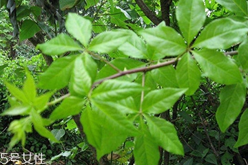 刺五加對(duì)肝病有好處嗎？
