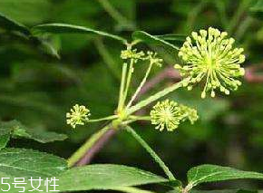 刺五加什么季節(jié)吃好？刺五加春天吃好
