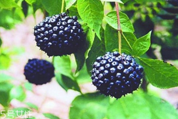 刺五加是發(fā)物嗎？刺五加不是發(fā)物