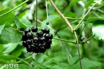 刺五加怎么吃？刺五加有什么用？