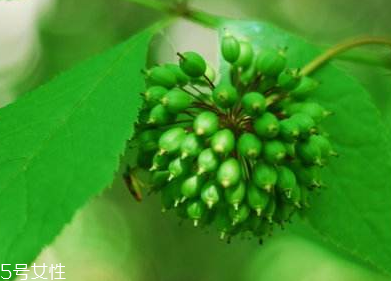 刺五加能不能做餃子餡？刺五加怎么做餃子餡？