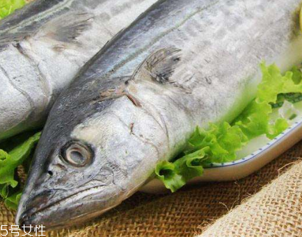 鲅魚(yú)和青占魚(yú)是一種嗎 體型不一
