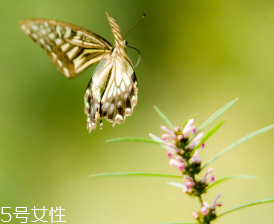 益母草對(duì)人的好處 活血調(diào)經(jīng)