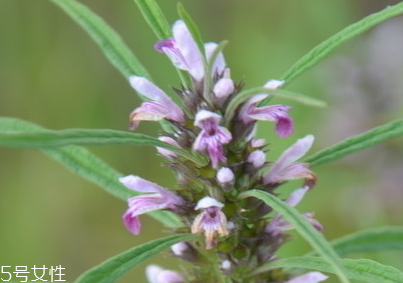 益母草對(duì)人的好處 活血調(diào)經(jīng)