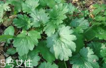 益母草和新生化顆?？梢砸黄鸷葐?></p><h3>新生化顆粒</h3><p>新生化顆粒，活血、祛瘀、止痛。用于產(chǎn)后惡露不行，少腹疼痛，也可試用于上節(jié)育環(huán)后引起的陰道流血，月經(jīng)過多。成份：當歸、川芎、桃仁、炙甘草、干姜（炭）、益母草、紅花。輔料為：紅糖。</p><p style=
