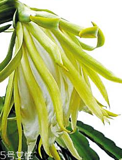 霸王花的價(jià)格 霸王花多少錢(qián)一斤