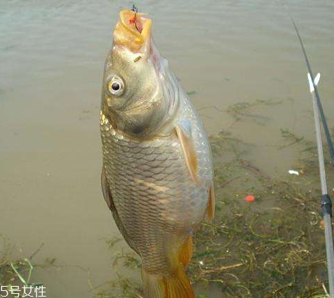 鯉魚為什么沒(méi)人吃 原來(lái)是這樣
