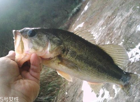 鱸魚(yú)可以做湯嗎 做湯很鮮美