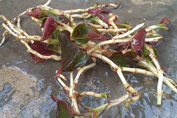 折耳根可以泡腳嗎？新鮮還是干的折耳根用量需適宜