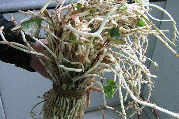 折耳根可以治療胃炎嗎？這個(gè)季節(jié)挖折耳根最嫩最討喜