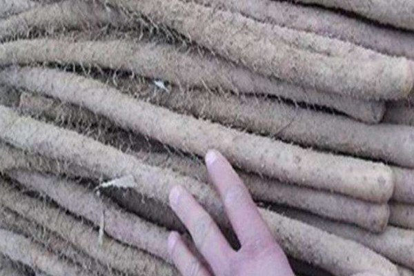 雞皮糙山藥是脆的還是面的？買山藥不僅看表面還得看須毛