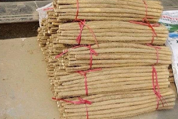 麻山藥長(zhǎng)芽還能吃嗎？麻山藥和鐵棍山藥的區(qū)別