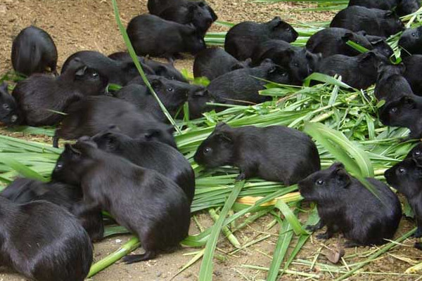 黑豚是什么動物？國家允許養(yǎng)殖的野生動物
