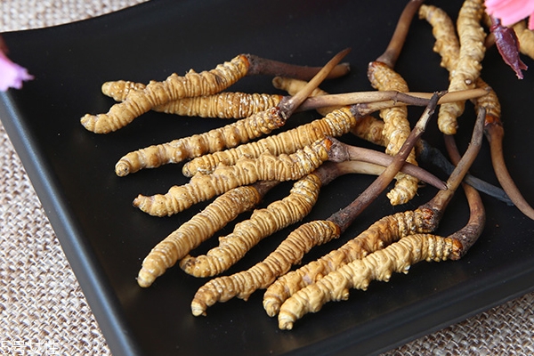 冬蟲(chóng)夏草是蟲(chóng)還是草?冬蟲(chóng)夏草是怎樣形成的