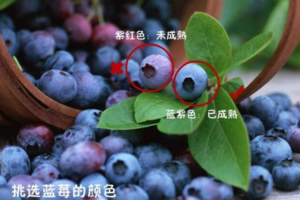 藍(lán)莓硬的好還是軟的好 優(yōu)質(zhì)藍(lán)莓很結(jié)實