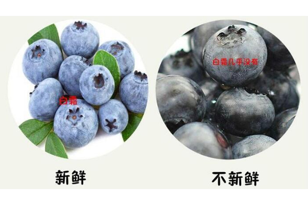 藍(lán)莓硬的好還是軟的好 優(yōu)質(zhì)藍(lán)莓很結(jié)實