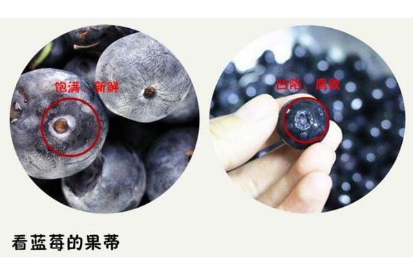 藍(lán)莓硬的好還是軟的好 優(yōu)質(zhì)藍(lán)莓很結(jié)實