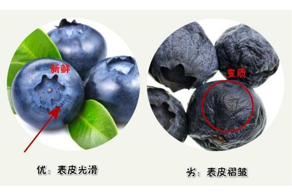 藍(lán)莓硬的好還是軟的好 優(yōu)質(zhì)藍(lán)莓很結(jié)實