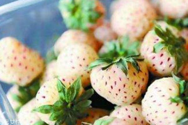 白色草莓叫什么 白色草莓多少錢(qián)一斤