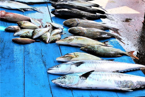 馬鮫魚(yú)是什么魚(yú) 馬鮫魚(yú)種類(lèi)介紹