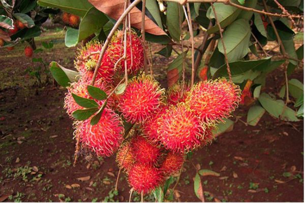 紅毛丹的營(yíng)養(yǎng)價(jià)值及禁忌 紅毛丹的吃法