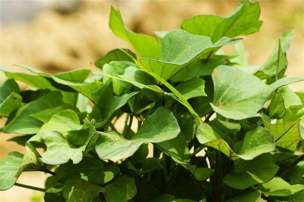 紅薯葉是發(fā)物嗎 不是這個(gè)類(lèi)別