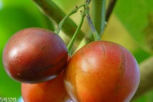 樹番茄可以直接吃嗎 樹番茄的營(yíng)養(yǎng)價(jià)值