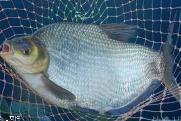 鳊魚是什么魚呢 鳊魚有什么營養(yǎng)價(jià)值呢