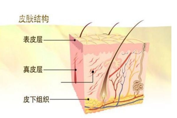 什么是角質層呢 角質層有什么作用呢