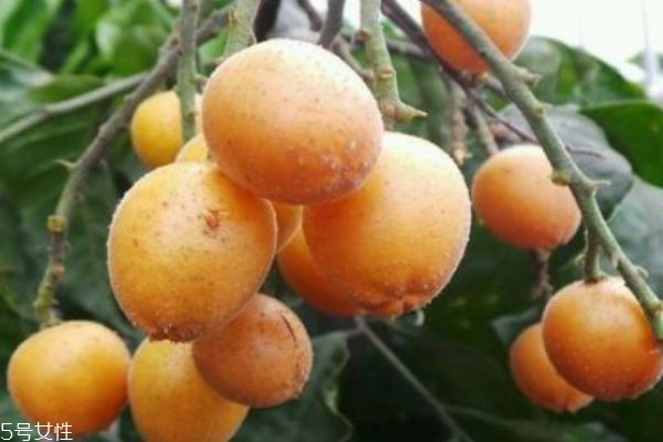 黃皮有什么營養(yǎng)價(jià)值呢 吃黃皮有什么作用呢
