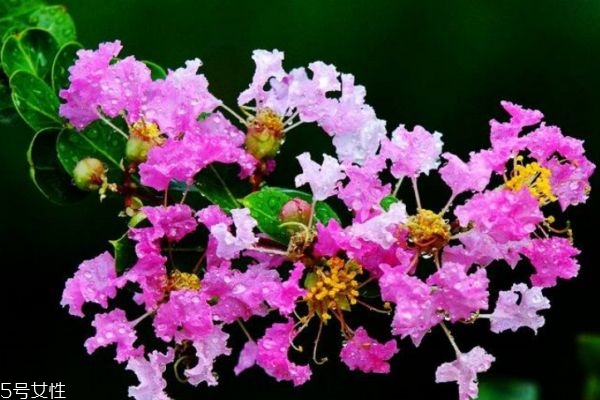 紫薇花的花語(yǔ)是什么呢 紫薇花應(yīng)該怎么種植呢