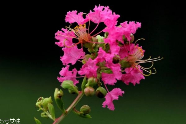 紫薇花的花語(yǔ)是什么呢 紫薇花應(yīng)該怎么種植呢