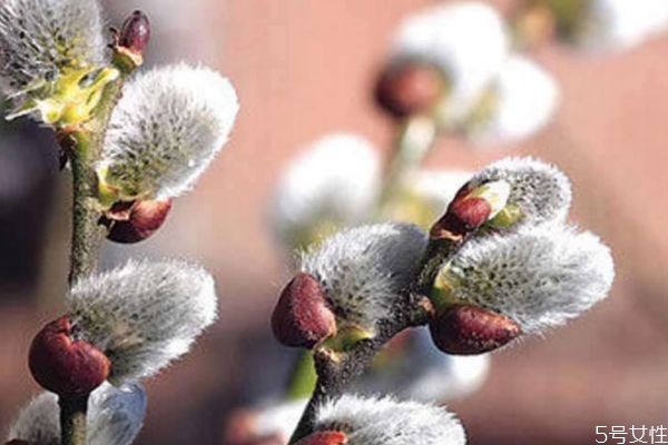 銀芽柳的花語(yǔ)是什么呢 銀芽柳的花期是什么時(shí)候呢