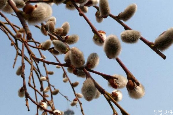 銀芽柳的花語(yǔ)是什么呢 銀芽柳的花期是什么時(shí)候呢