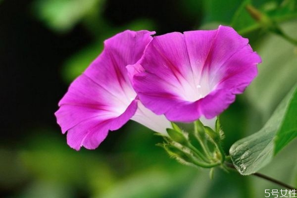 牽?；ǖ幕ㄕZ是什么呢 牽牛花的種植要注意什么呢